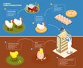 Chicken Farm Production Background