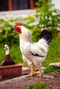 Chicken on a farm. Rooster grazing on a green meadow