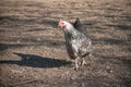 chicken in farm running in outdoor Royalty Free Stock Photo