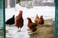 Chicken farm. Rural chicken farm stable with lots of chickens walking outdoors on a winter day. Beautiful laying hens in Royalty Free Stock Photo