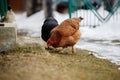 Chicken farm. Rural chicken farm stable with lots of chickens walking outdoors on a winter day. Beautiful laying hens in Royalty Free Stock Photo