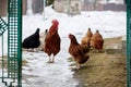 Chicken farm. Rural chicken farm stable with lots of chickens walking outdoors on a winter day. Beautiful laying hens in Royalty Free Stock Photo