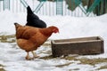 Chicken farm. Rural chicken farm stable with lots of chickens walking outdoors on a winter day. Beautiful laying hens in Royalty Free Stock Photo