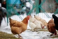 Chicken farm. Rural chicken farm stable with lots of chickens walking outdoors on a winter day. Beautiful laying hens in Royalty Free Stock Photo