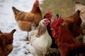 Chicken farm. Rural chicken farm stable with lots of chickens walking outdoors on a winter day. Beautiful laying hens in Royalty Free Stock Photo