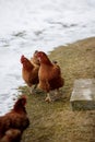 Chicken farm. Rural chicken farm stable with lots of chickens walking outdoors on a winter day. Beautiful laying hens in Royalty Free Stock Photo