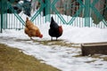 Chicken farm. Rural chicken farm stable with lots of chickens walking outdoors on a winter day. Beautiful laying hens in Royalty Free Stock Photo