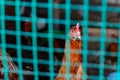 The chicken on the farm sits behind the mesh fence Royalty Free Stock Photo