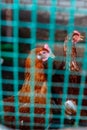 The chicken on the farm sits behind the mesh fence Royalty Free Stock Photo