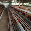 Chicken farm with tradisional sistem