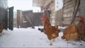 Chicken farm village chicken farm stable with lots of hen doing exercise outdoor on an early winter day. Beautiful hens - laying Royalty Free Stock Photo