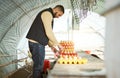 Chicken farmer, eggs and man on farm in barn checking egg quality assessment, tray organization and collection. Harvest Royalty Free Stock Photo
