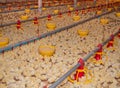 Chicken farming business