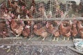 Chicken farming