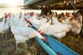 Chicken, farming and poultry on farm for agriculture, livestock and animal feed, nature and outdoor field