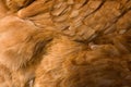 Chicken feather background