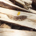 Chicken Feather on Chopped Wood