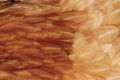 Chicken feather texture
