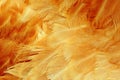 Chicken Feathers Macro Royalty Free Stock Photo