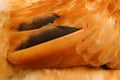 Chicken Feathers Macro Royalty Free Stock Photo