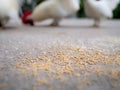 Chicken Feed on The Floor Royalty Free Stock Photo