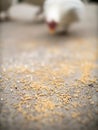 Chicken Feed on The Floor Royalty Free Stock Photo