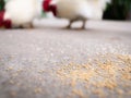 Chicken Feed on The Floor Royalty Free Stock Photo