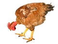 Chicken feeding Royalty Free Stock Photo
