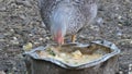 Chicken Feeding In the Chickencoop.