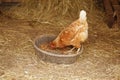 Chicken Feeding Royalty Free Stock Photo