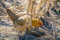 Chicken feeding in corn field Royalty Free Stock Photo