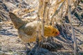 Chicken feeding in corn field