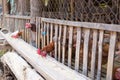 Chicken feeding in market