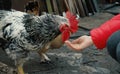 Chicken feeding from woman palm Royalty Free Stock Photo