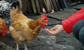 Chicken feeding from woman palm