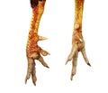 Chicken feet on white Royalty Free Stock Photo