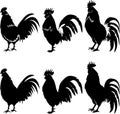 chicken, female chicken, chicks, Hen silhouette isolated on white background.chicken silhouette set.chicken family Royalty Free Stock Photo