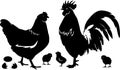 chicken, female chicken, chicks, Hen silhouette isolated on white background.chicken silhouette set.chicken family Royalty Free Stock Photo