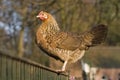 Chicken on fence Royalty Free Stock Photo