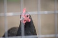 Chicken Fence Royalty Free Stock Photo