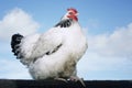 Chicken On Fence Against Sky Royalty Free Stock Photo