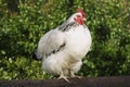 Chicken On Fence Royalty Free Stock Photo