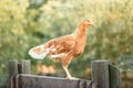 Chicken on the fence in farm Royalty Free Stock Photo