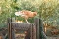 Chicken on the fence in farm Royalty Free Stock Photo