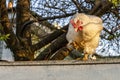 Chicken on the fence. White chicken stands on a fence against Royalty Free Stock Photo