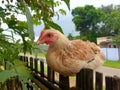 Chicken in the field of my village, bihar Saran India