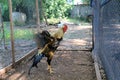 The chicken fighting Royalty Free Stock Photo