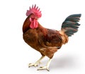 Chicken Fighting Farm Royalty Free Stock Photo