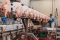 Chicken fillet production line . Factory for the production of food from meat.Modern poultry processing plant.Conveyor Belt Food. Royalty Free Stock Photo