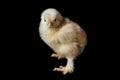 Chicken that finishes being born black background Royalty Free Stock Photo